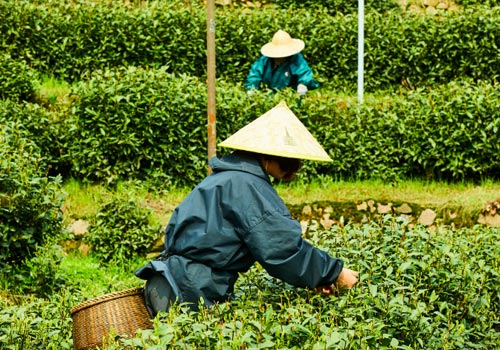 Время сбора и продажи зеленого чая в 2024 году в Китае