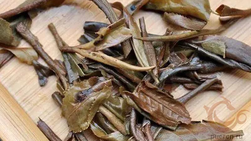 Чайное дно - нежный и молодой чайный лист