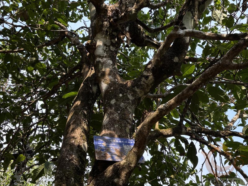 Именное чайное дерево