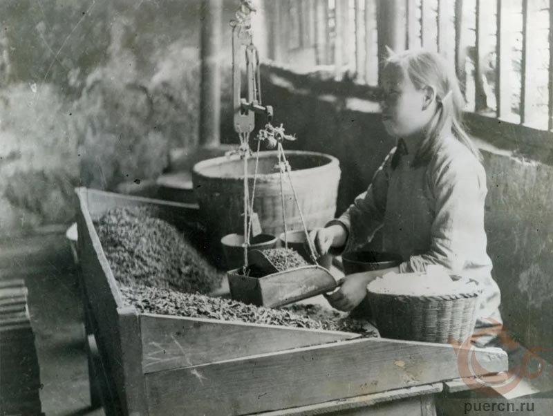 Сотрудница фабрики Ся Гуань, занятая сортировкой чайного сырья