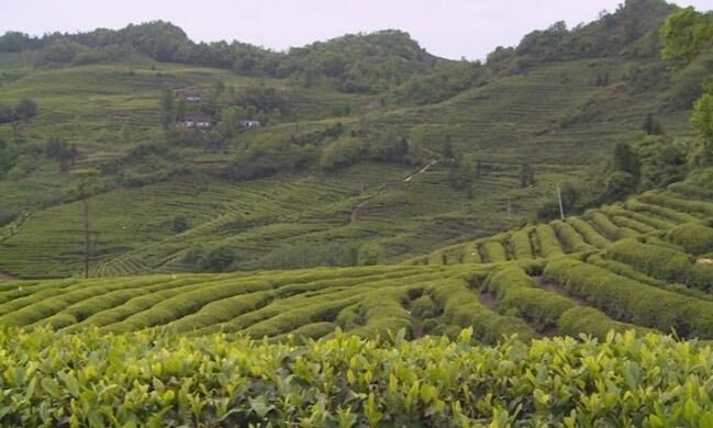 Чайный сады в городском округе Гу Чэн