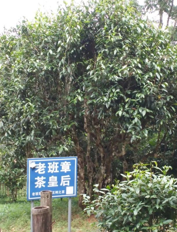 Чайные сады в окрестностях Лао Бань Чжан